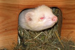 Paseky nad Jizerou (17.10.2008)